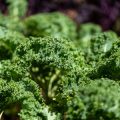 The Nutritional Power of Kale: Recipes and Research from the UK