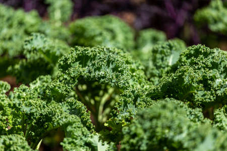 The Nutritional Power of Kale: Recipes and Research from the UK