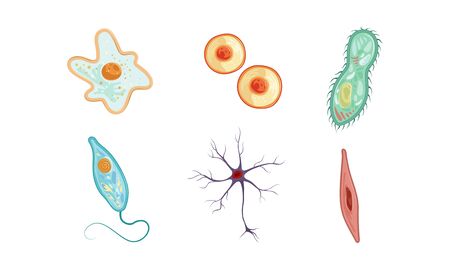 Nutritional Imbalances and the Rising Tide of Chronic Diseases