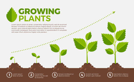 Best Herbs to Grow Each Season