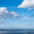 Night Owls and Early Birds: Exploring Chronotypes in the British Context
