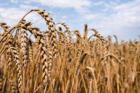 Seasonal Foraging in England, Wales, and Scotland: What to Harvest and When