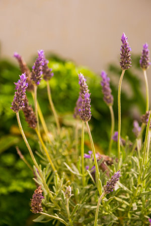 The British Cottage Garden: Cultivating Traditional Herbs for Wellness