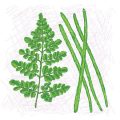 Coastal Foraging in the UK: Seaweeds, Shoreline Plants, and Sustainable Harvesting