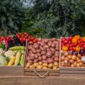 Herbal Remedies and Natural Boosters in the UK: Historical Usage and Modern Applications
