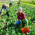 Mindful Eating in Britain: Embracing Local, Organic, and Sustainable Food