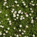 Chamomile, Lavender, and Beyond: The Best Herbal Teas for a Restful Night in the UK