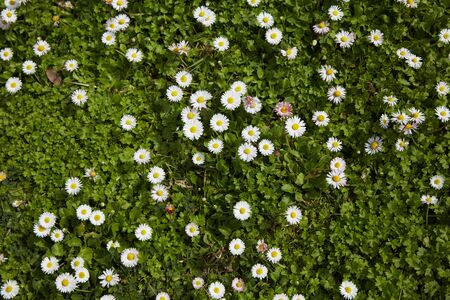 Chamomile, Lavender, and Beyond: The Best Herbal Teas for a Restful Night in the UK