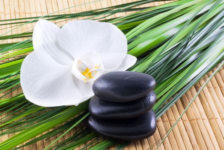 Exploring Herbal Tradition: Native British Plants in Modern Naturopathic Healing