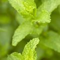 Mint Varieties in the UK and Their Medicinal Applications