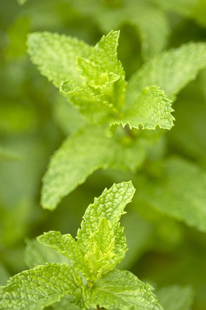 Mint Varieties in the UK and Their Medicinal Applications