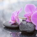 Seasonal Herbal Gardening in the UK: What to Grow and When for Optimal Wellbeing