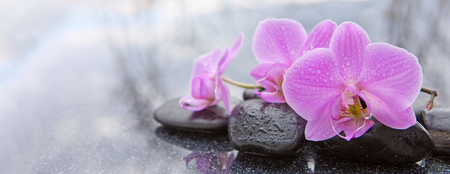 Seasonal Herbal Gardening in the UK: What to Grow and When for Optimal Wellbeing
