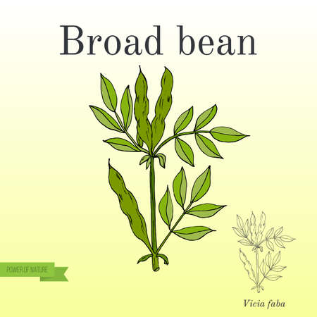 Foraging in the British Countryside: Identifying, Harvesting, and Preserving Useful Wild Plants