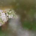 Yarrow: An Ancient Cure Still Prevailing in British Herbalism
