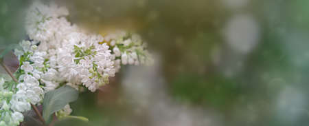 Yarrow: An Ancient Cure Still Prevailing in British Herbalism