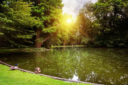 Cold Water Therapy: The Growing Trend of Wild Swimming in British Naturopathy