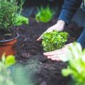 Planting an Ayurvedic Herb Garden in the UK