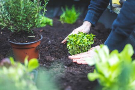 Planting an Ayurvedic Herb Garden in the UK