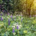 British Gardens and Wild Herbs: Harnessing Local Botanicals for Inflammation Control