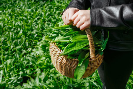 Wild Garlic: Foraging, Cooking, and Health Benefits