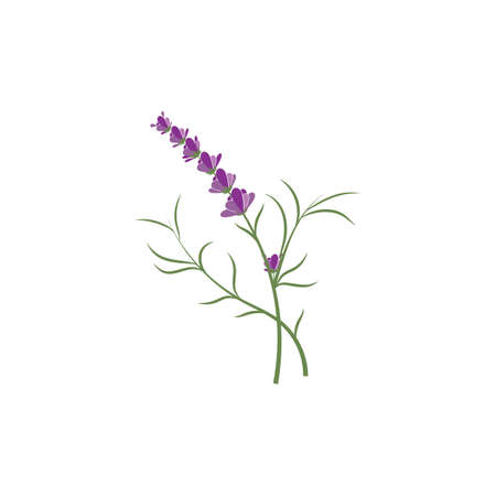 Scientific Insights: Lavender’s Healing Properties